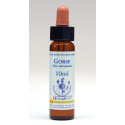 Gorse