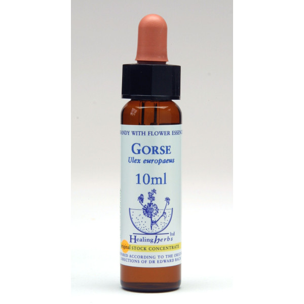 Gorse