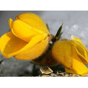 Gorse