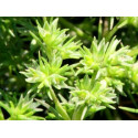 Scleranthus