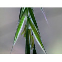 Wild Oat