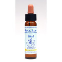 Rock Rose