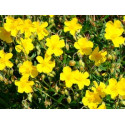 Rock Rose
