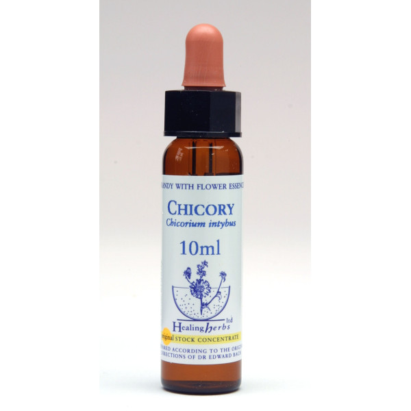 Chicory
