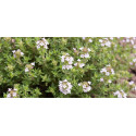 Βιολογικό Αιθέριο Έλαιο Θυμάρι | Thyme Essential Oil Org. | 10ml