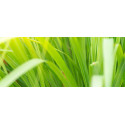 Βιολογικό Αιθέριο Έλαιο Λεμονόχορτο | Lemongrass Essential Oil Org. | 10ml
