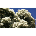 Βιολογικό Αιθέριο Έλαιο Τεϊόδενδρο | Tea Tree Essential Oil Org. | 10ml