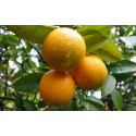 Βιολογικό Αιθέριο Έλαιο Πορτοκάλι | Orange Essential Oil Org. | 10ml