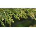 Βιολογικό Αιθέριο Έλαιο Κυπαρίσσι | Cypress Essential Oil Org. | 10ml
