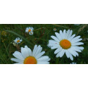 Βιολογικό Αιθέριο Έλαιο Χαμομήλι | Chamomile Roman Essential Oil Org. | 5ml