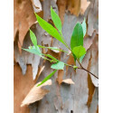 Βιολογικό Αιθέριο Έλαιο Ευκάλυπτος | Eucalyptus Globulus Essential Oil Org. | 10ml