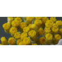 Βιολογικό Αιθέριο Έλαιο Ελίχρυσο | Helichrysum Essential Oil Org. | 5ml