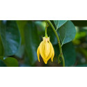 Βιολογικό Αιθέριο Έλαιο Υλάνγκ Υλάνγκ | Ylang Ylang Essential Oil Org. | 10ml