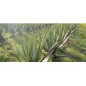 Aloe / Αλόη