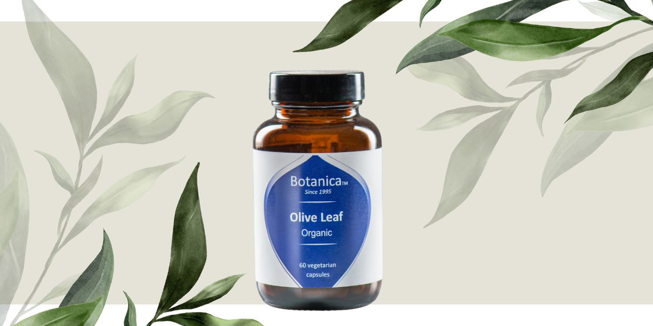 Εκχύλισμα φύλλων ελιάς: Ιδιότητες και οφέλη για την υγεία